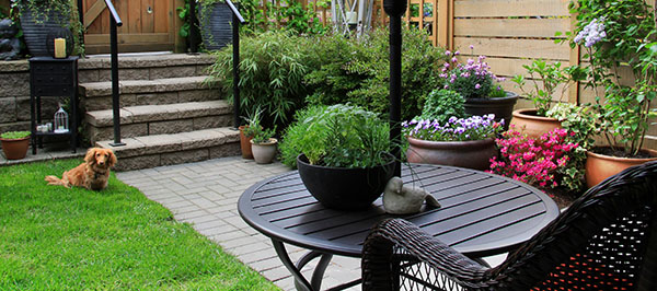 Small garden in springtime with dachshund dog sitting on the lawn.